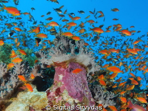 Fishes, fishes by Sigitas Sirvydas 